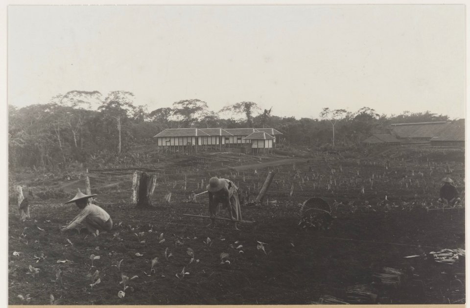 KITLV - 5484 - Kleingrothe, C.J. - Medan - Planting seedlings on a tobacco plantation of the Deli Maatschappij, Deli - circa 1915