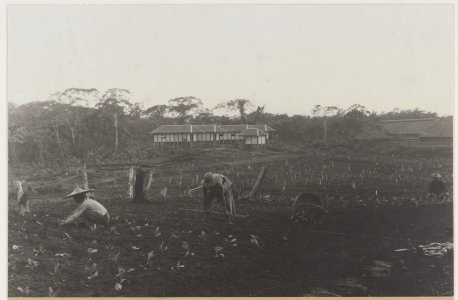 KITLV - 5484 - Kleingrothe, C.J. - Medan - Planting seedlings on a tobacco plantation of the Deli Maatschappij, Deli - circa 1915