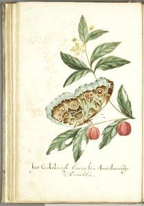 KITLV - 37A87 - Markée, Cornelis - American cherries - Brush drawing - Circa 1763
