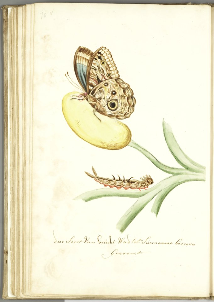 KITLV - 37A91 - Markée, Cornelis - Caterpillar and butterfly on a Surinam fruit plant called baccovis - Brush drawing - Circa 1763