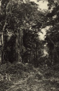KITLV - 88315 - Kleingrothe, C.J. - Medan - Forest near the plantation Loeboe Dalam of the Deli Company in Deli - 1905