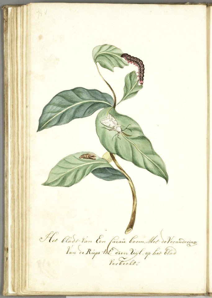 KITLV - 37A95 - Markée, Cornelis - Leaf of a cacao tree with the caterpillar and resulting moth - Brush drawing - Circa 1763