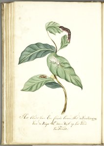 KITLV - 37A95 - Markée, Cornelis - Leaf of a cacao tree with the caterpillar and resulting moth - Brush drawing - Circa 1763