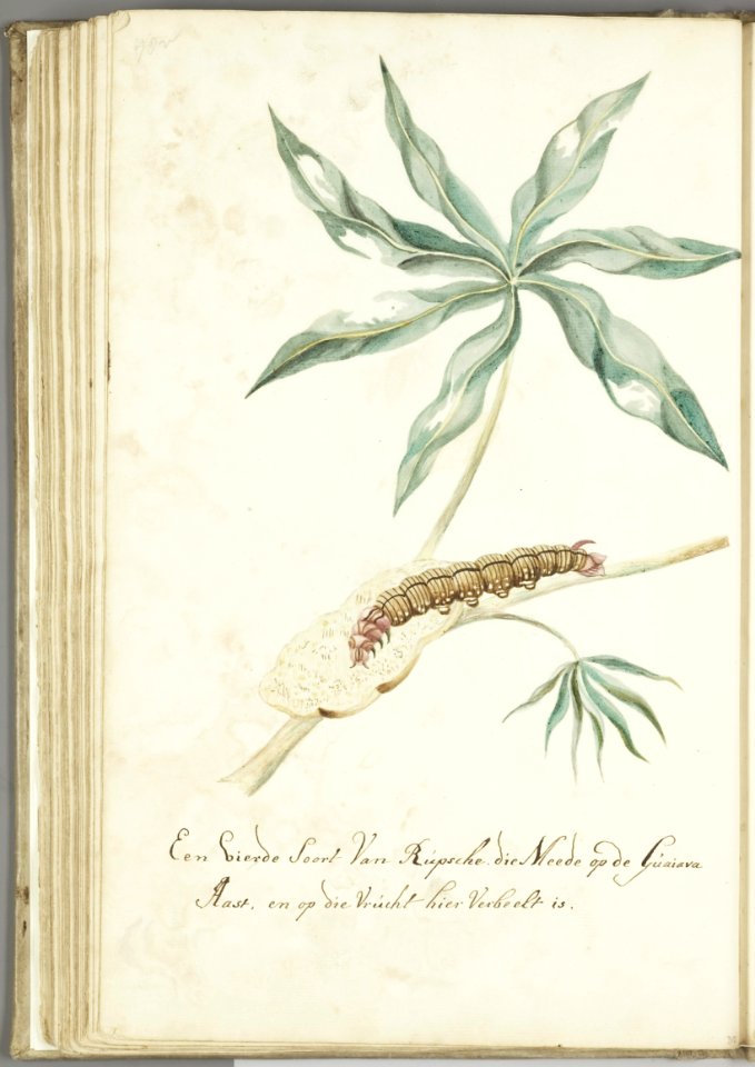 KITLV - 37A99 - Markée, Cornelis - A fourth type of caterpillar on the guava - Brush drawing - Circa 1763