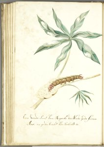 KITLV - 37A99 - Markée, Cornelis - A fourth type of caterpillar on the guava - Brush drawing - Circa 1763