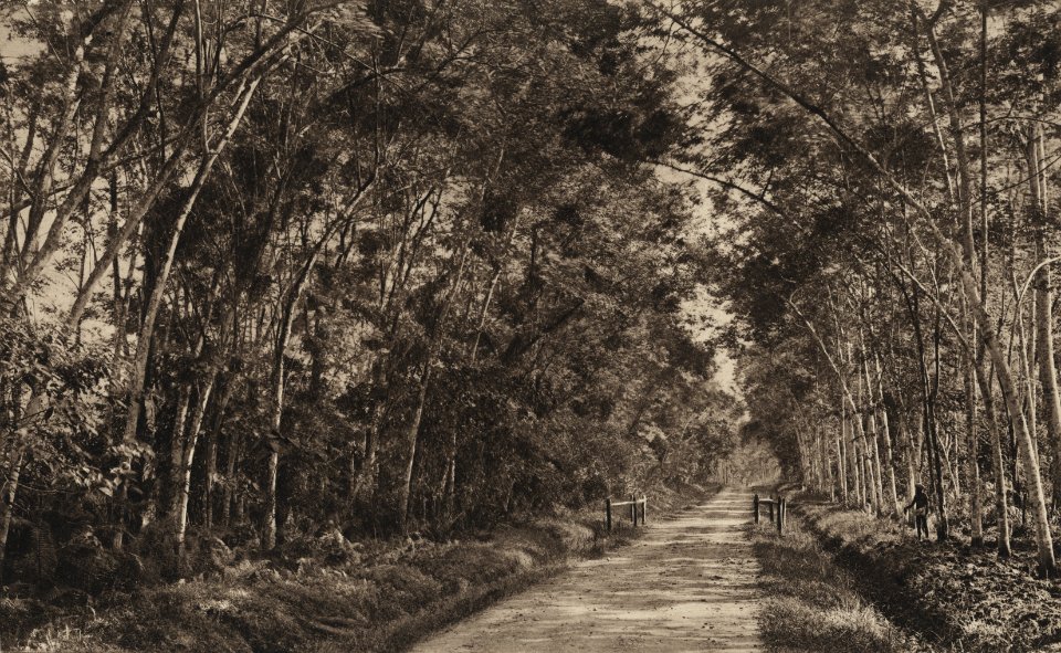 KITLV - 88331 - Kleingrothe, C.J. - Medan - Road leading from the plantation Tanjung Jati of the Deli plantation to Binjai in Deli - 1905