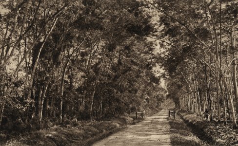 KITLV - 88331 - Kleingrothe, C.J. - Medan - Road leading from the plantation Tanjung Jati of the Deli plantation to Binjai in Deli - 1905