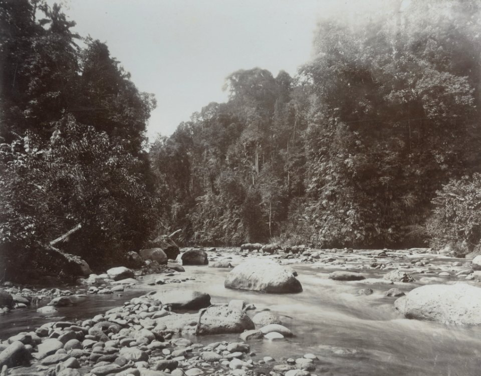 KITLV - 86771 - Stafhell & Kleingrothe - Medan-Deli - River, probably in Deli - circa 1900
