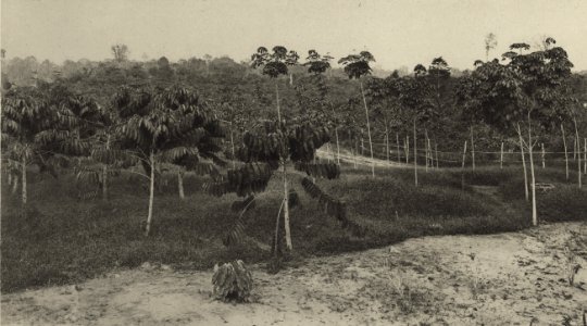 KITLV - 88347 - Kleingrothe, C.J. - Medan - Planting India rubber trees on the grounds of the company Tandjong-Slamat (Tanjung Selamat) of the Deli Company in Deli - 1905