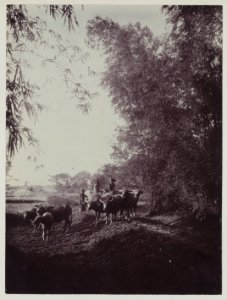 KITLV - 5836 - Kurkdjian - Soerabaja - Buffaloes with their keepers near Garut - circa 1900 photo
