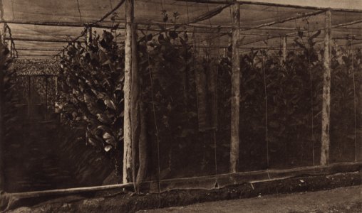 KITLV - 88270 - Kleingrothe, C.J. - Medan - Trial Planting tobacco company of Medan Deli Company in Deli - 1905