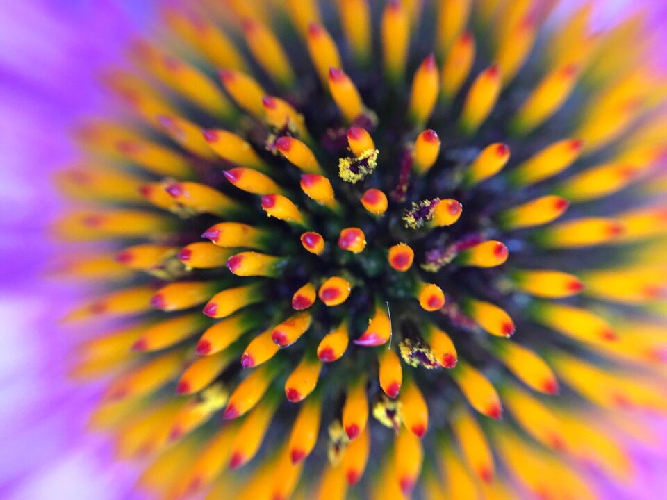 Floral blossom botany