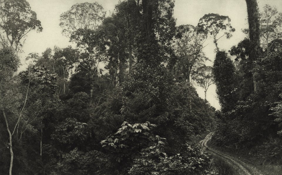 KITLV - 88284 - Kleingrothe, C.J. - Medan - Road on the grounds of the Deli Tuva plantation of the Deli Company in Deli - 1905