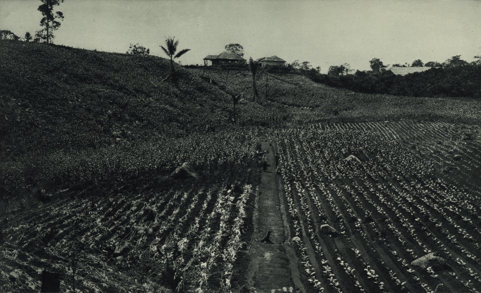 KITLV - 88289 - Kleingrothe, C.J. - Medan - Assist's house in a tobacco field on the plantation Bekalla of the Deli Company in Deli - 1905