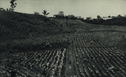 KITLV - 88289 - Kleingrothe, C.J. - Medan - Assist's house in a tobacco field on the plantation Bekalla of the Deli Company in Deli - 1905