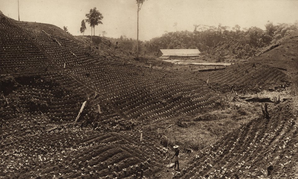 KITLV - 88297 - Kleingrothe, C.J. - Medan - Drying shed and tobacco field on the plantation Tuntungan of the Deli Company in Deli - 1905
