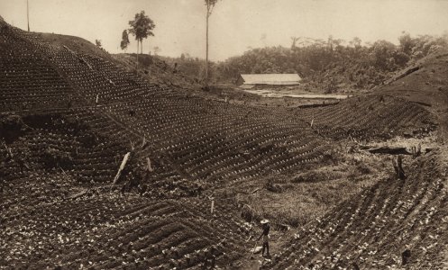 KITLV - 88297 - Kleingrothe, C.J. - Medan - Drying shed and tobacco field on the plantation Tuntungan of the Deli Company in Deli - 1905