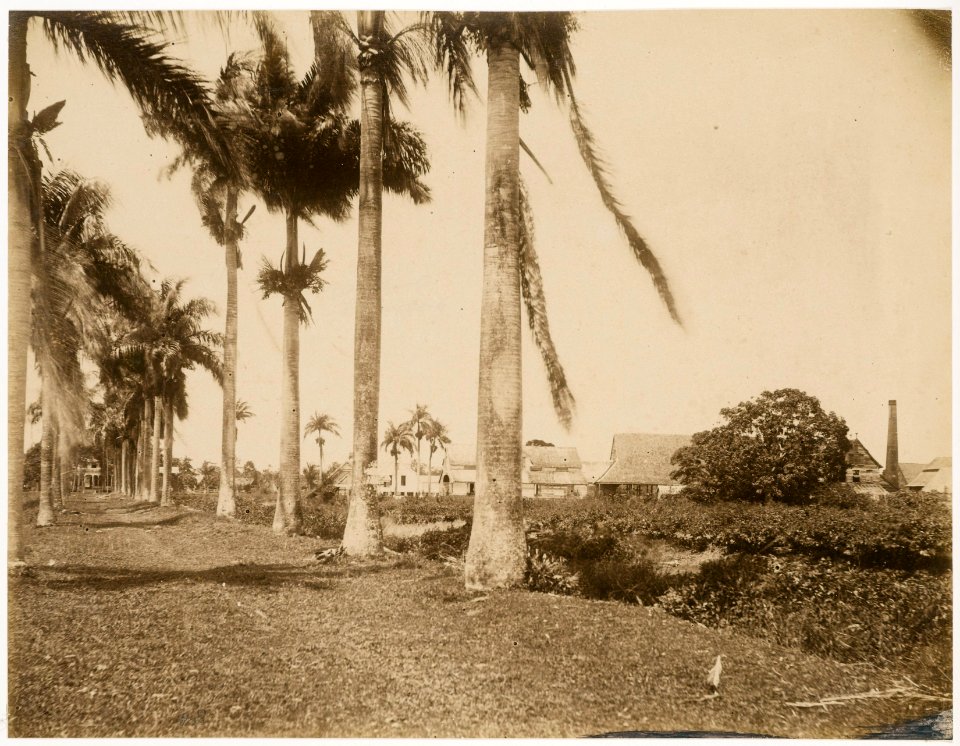 KITLV - 39049 - Muller, Julius Eduard - Paramaribo - Sugarcane plantation Visserszorg in Surinam - circa 1885