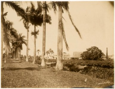 KITLV - 39049 - Muller, Julius Eduard - Paramaribo - Sugarcane plantation Visserszorg in Surinam - circa 1885 photo
