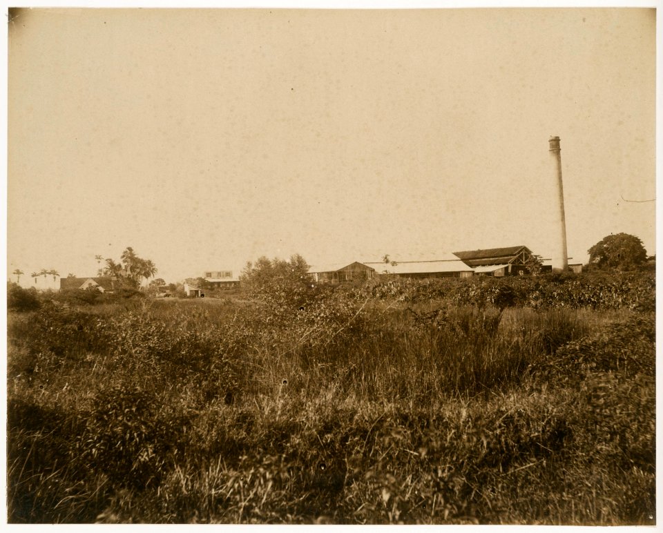KITLV - 39053 - Muller, Julius Eduard - Paramaribo - Plantation Kroonenburg (cocoa, groundnuts and rice) in Surinam - circa 1885