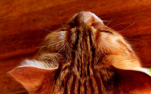 Funny red tiger cat