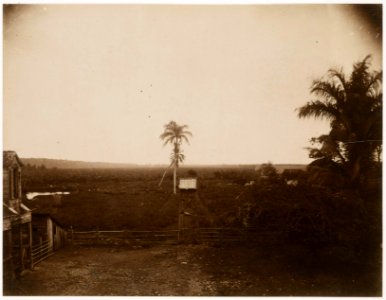 KITLV - 39057 - Muller, Julius Eduard - Paramaribo - A sugarcane field in Surinam - circa 1885 photo