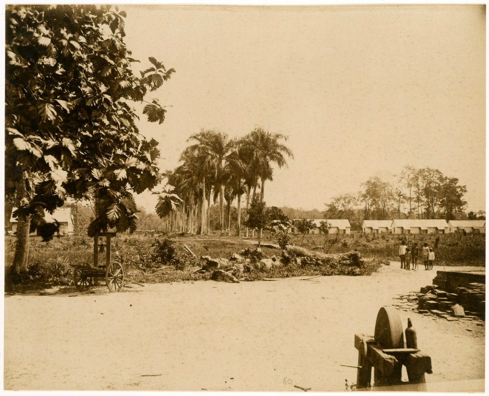 KITLV - 39061 - Muller, Julius Eduard - Paramaribo - Plantation Nieuwgrond (cocoa, cereals, bananas) in Surinam - circa 1885