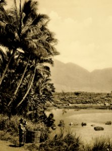 KITLV - 75180 - Kurkdjian, Fotograaf George P. Lewis, aldaar werkzaam - Sourabaya, Java - The fishponds of Tjipanas (Cipanas) in Garut. In the background the Gunung Guntur - circa 1920