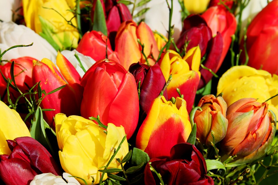 Colorful tulipa spring flower