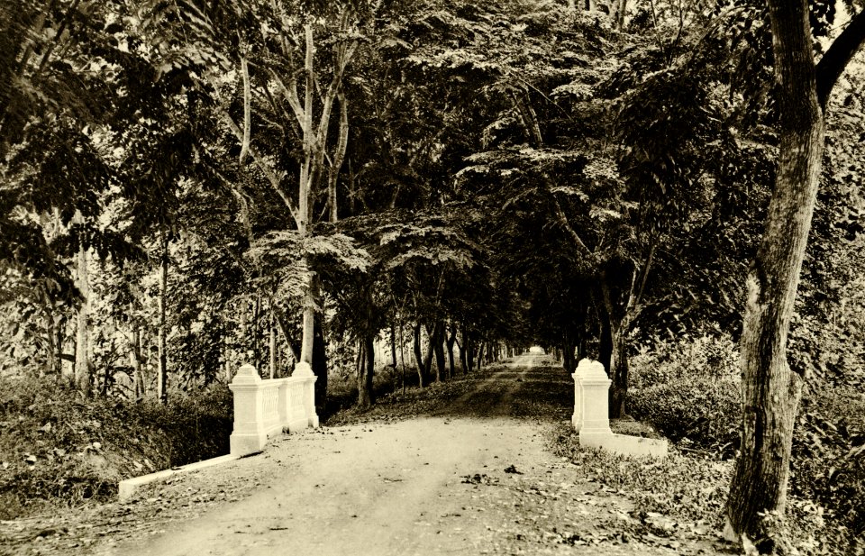 KITLV - 78310 - Kleingrothe, C.J. - Medan - Sennah Avenue at the Amsterdam Deli Company in Amplas near Medan, Sumatra - circa 1900