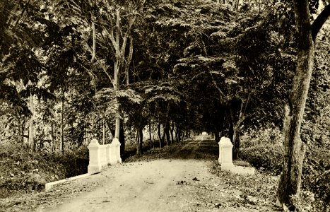 KITLV - 78310 - Kleingrothe, C.J. - Medan - Sennah Avenue at the Amsterdam Deli Company in Amplas near Medan, Sumatra - circa 1900