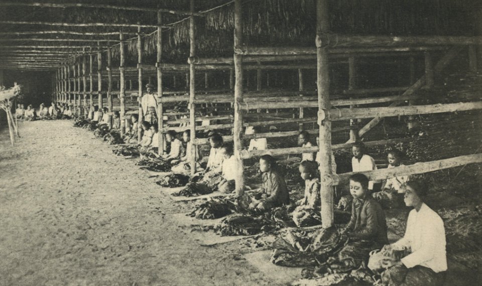 KITLV - 95140 - Kleingrothe, C.J. - Medan - The stringing of tobacco in a drying barn on the plantation Medan of the Deli Company in Deli - 1905