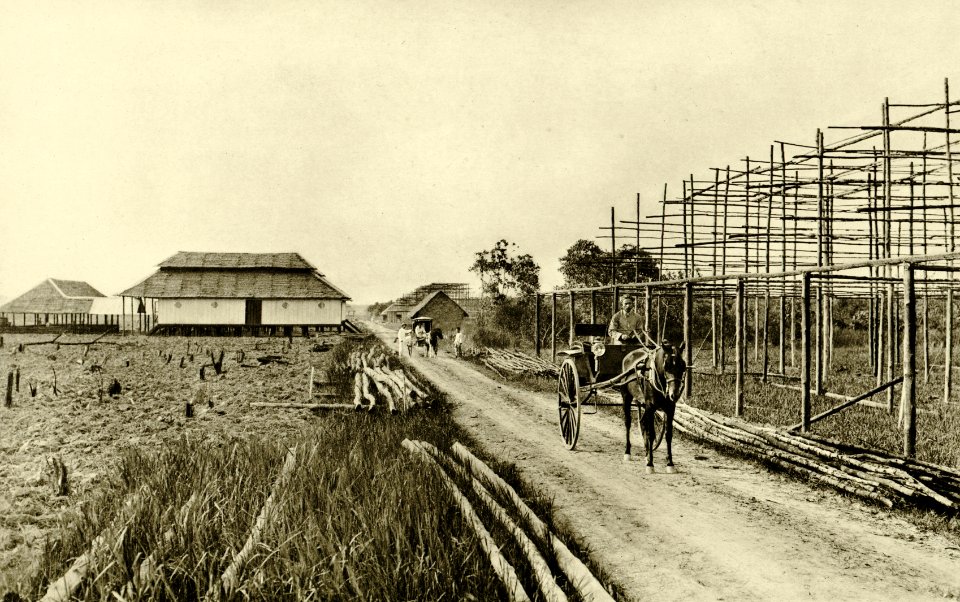 KITLV - 78314 - Kleingrothe, C.J. - Medan - Drying sheds under construction on a tobacco plantation of the Amsterdam Deli Company at Padang Bulan near Medan, Sumatra - circa 1900