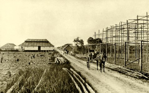 KITLV - 78314 - Kleingrothe, C.J. - Medan - Drying sheds under construction on a tobacco plantation of the Amsterdam Deli Company at Padang Bulan near Medan, Sumatra - circa 1900