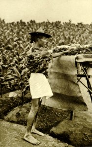KITLV - 78318 - Kleingrothe, C.J. - Medan - Chinese coolie on a tobacco plantation of the Amsterdam Deli Company in Medan, Sumatra - circa 1900