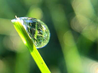 Water green macro