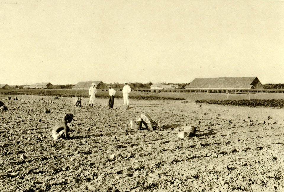 KITLV - 78322 - Kleingrothe, C.J. - Medan - Coolies plant tobacco plants on a plantation of the Amsterdam Deli Company in Medan, Sumatra - circa 1900