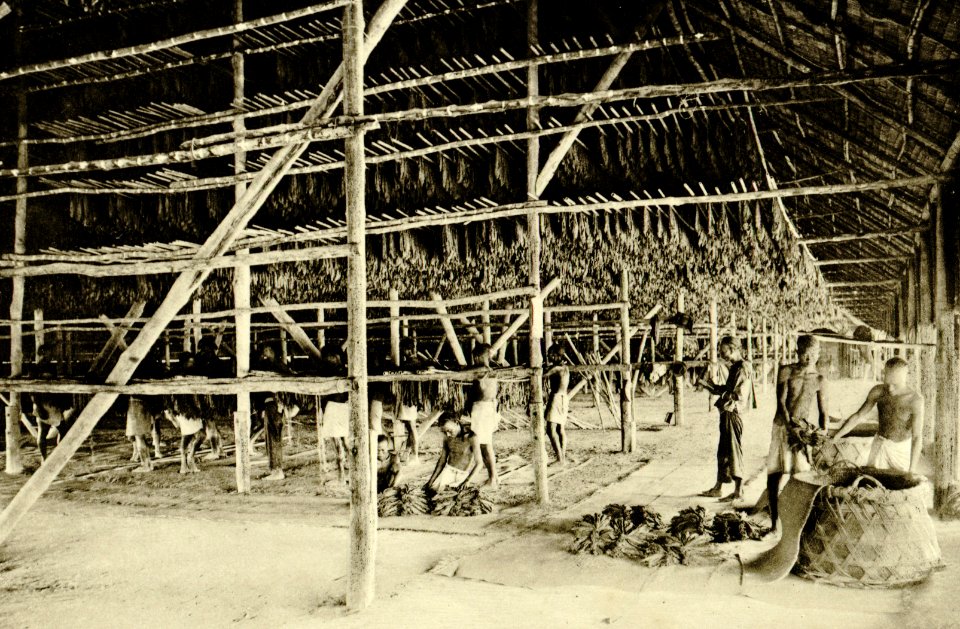 KITLV - 78326 - Kleingrothe, C.J. - Medan - Coolies in a drying barn of the Amsterdam Deli Company in Medan, Sumatra - circa 1900