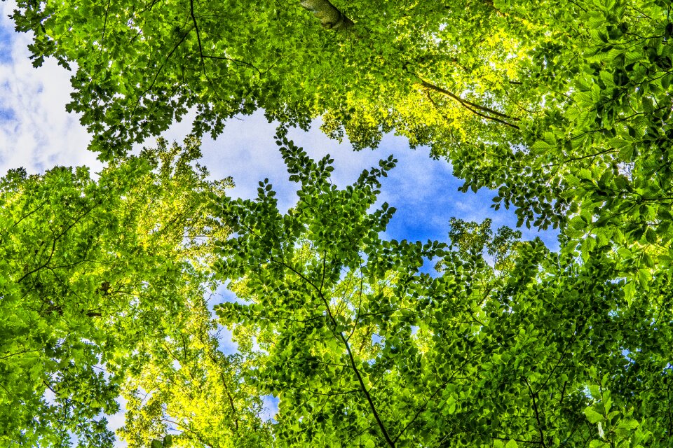 Branches color foliage