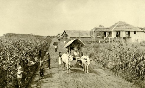 KITLV - 78469 - Kleingrothe, C.J. - Medan - Assistant's house in tobacco fields in Deli - circa 1900