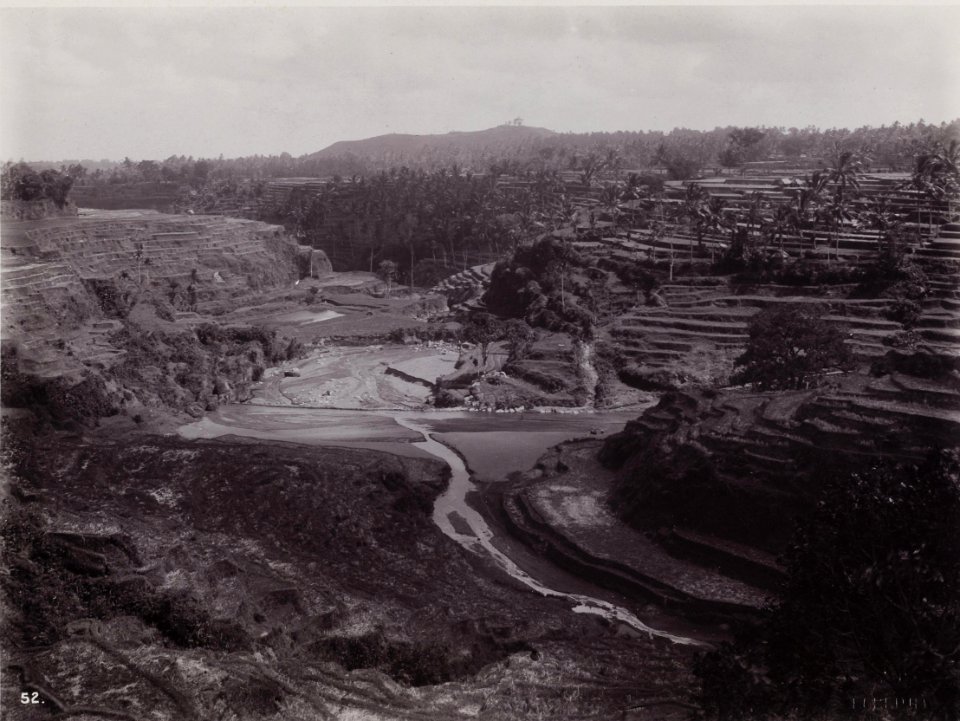 KITLV - 43947 - Kurkdjian, N.V. Photografisch Atelier - Soerabaia-Java - Paddy fields in Bali - presumably 1906-1916