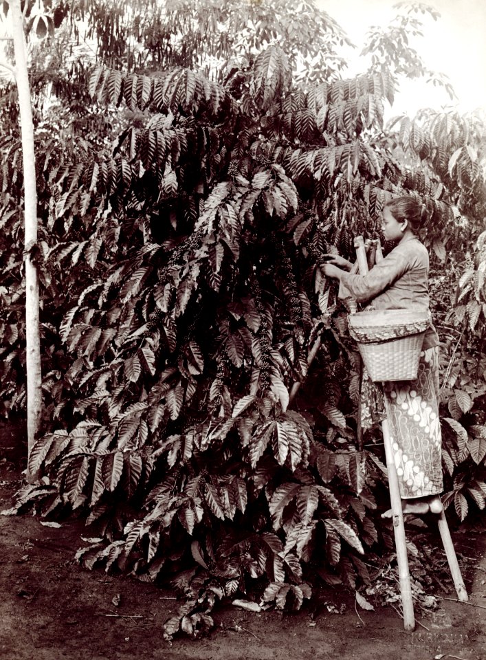 KITLV - 78531 - Kurkdjian - Sourabaia-Java - Woman picking on a coffee plantation, probably in Java - circa 1915