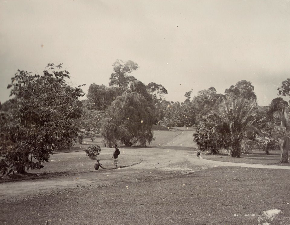 KITLV - 50207 - Lambert & Co., G.R. - Singapore - Botanical Garden at Singapore - circa 1900