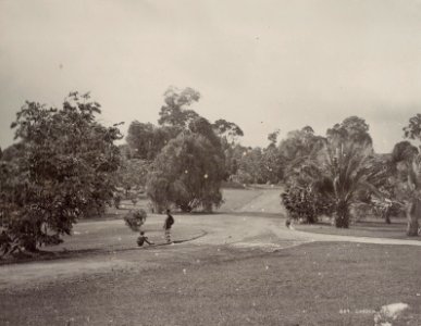KITLV - 50207 - Lambert & Co., G.R. - Singapore - Botanical Garden at Singapore - circa 1900 photo