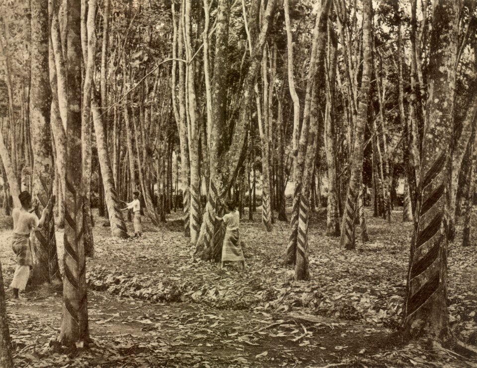 KITLV - 79938 - Kleingrothe, C.J. - Medan - Tapping of twelve- and fifteen-year-old rubber trees at a plantation in Malaysia - circa 1910