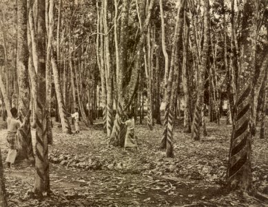 KITLV - 79938 - Kleingrothe, C.J. - Medan - Tapping of twelve- and fifteen-year-old rubber trees at a plantation in Malaysia - circa 1910