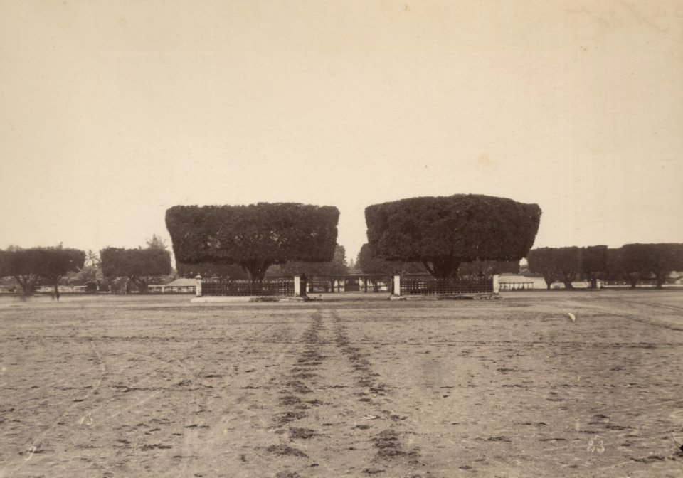 KITLV 103224 - Kassian Céphas - Waringins on the alun-alun to Yogyakarta, planted in 1756 by the first Sultan - Around 1890