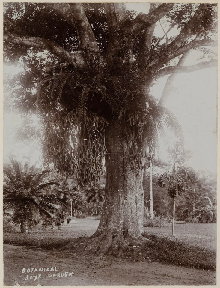 KITLV - 53178 - Lambert & Co., G.R. - Singapore - Botanical Garden at Singapore - circa 1895