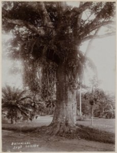 KITLV - 53178 - Lambert & Co., G.R. - Singapore - Botanical Garden at Singapore - circa 1895 photo