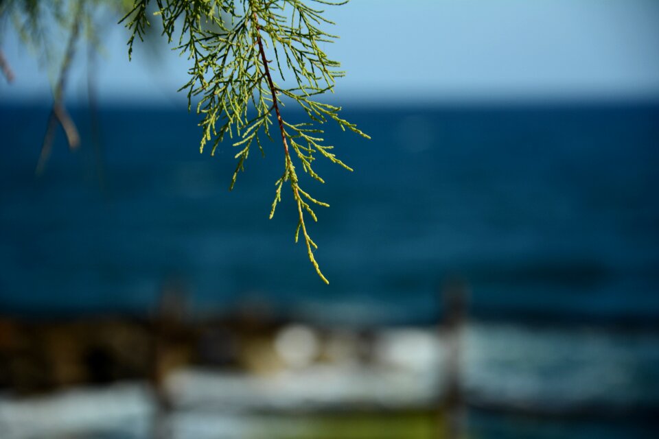Conifer nature closeup